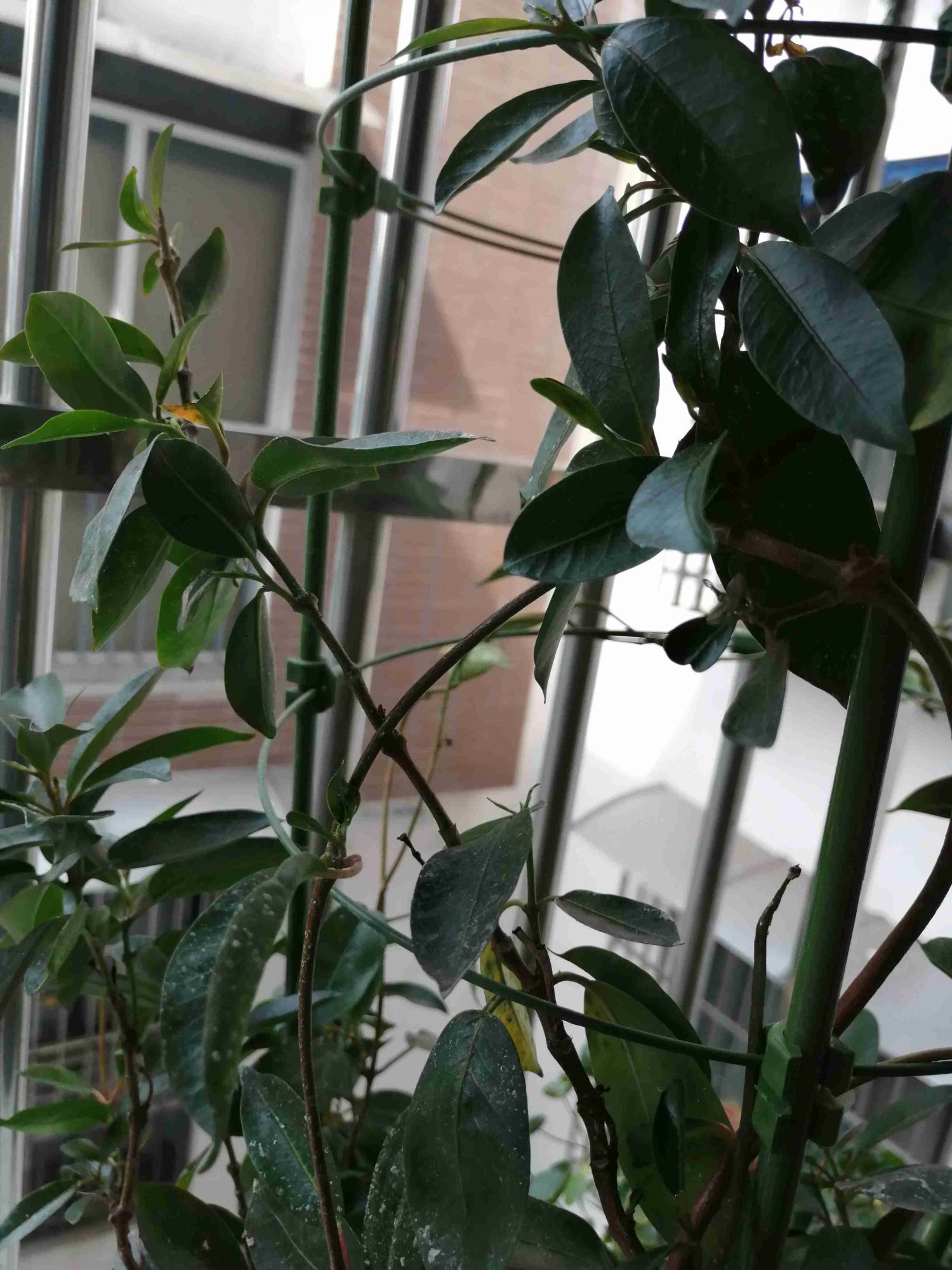 飘香藤叶子发黄发干并有白色粉末