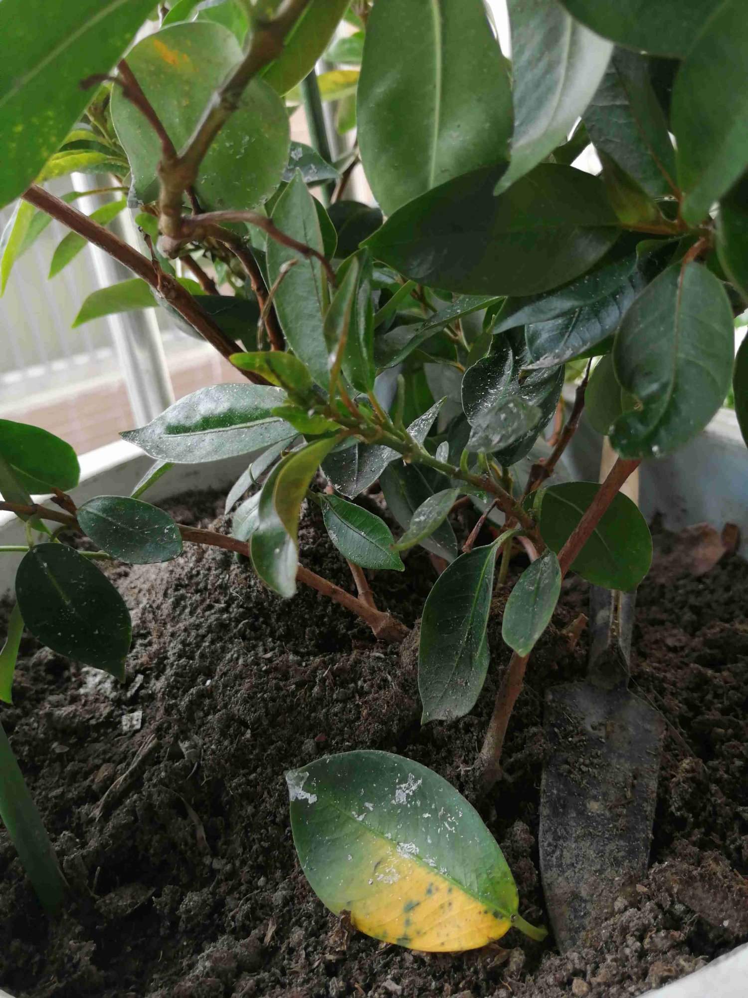 飘香藤叶子发黄发干并有白色粉末