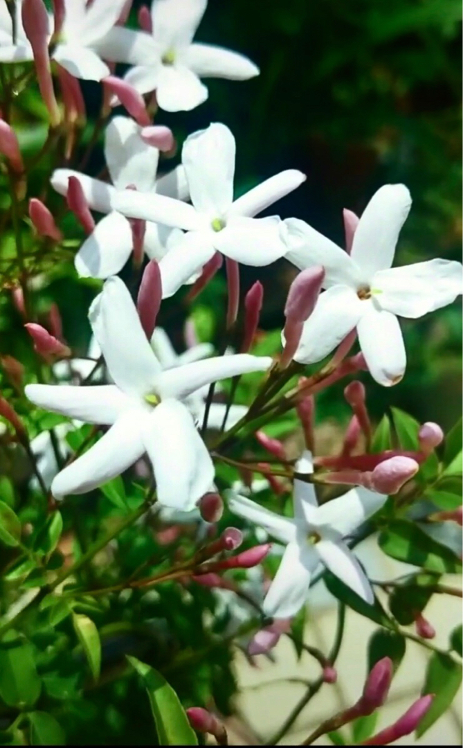 云南鸡爪花图片大全图片