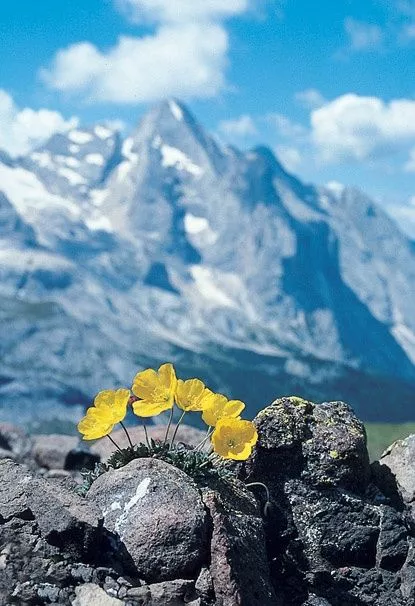 顽强的生命力不可思议