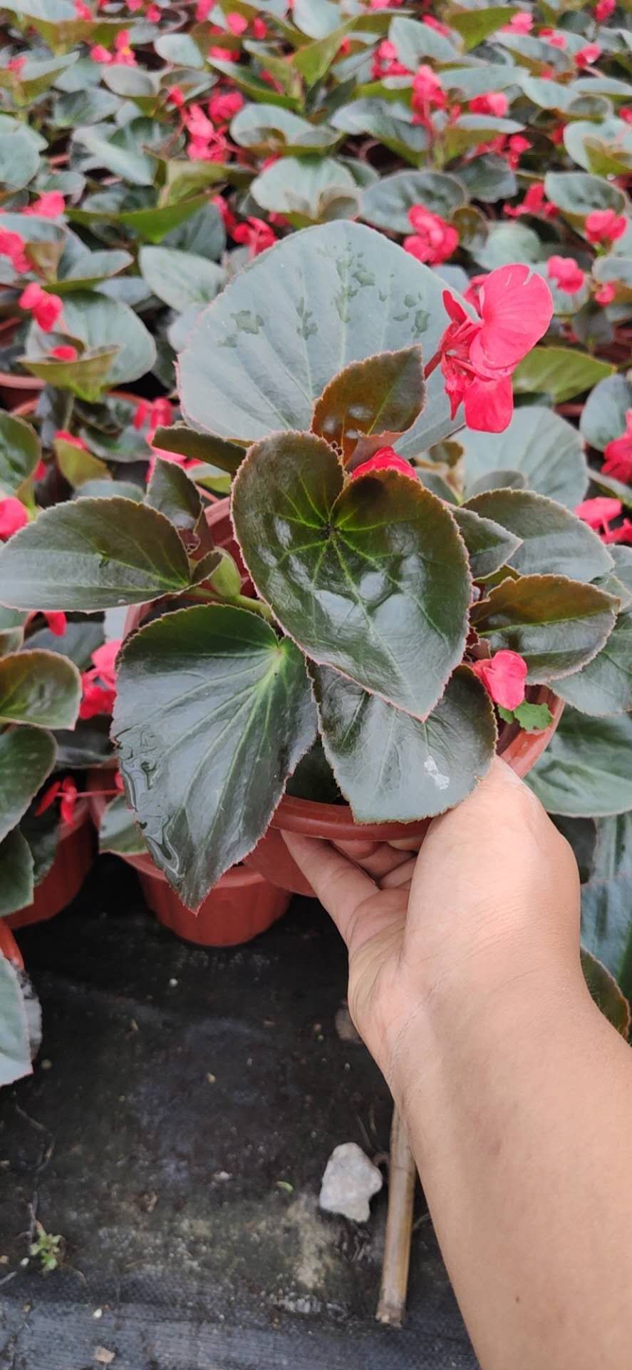 比哥海棠新几内亚凤仙两色玛格丽特 花养的这么好卖不出去心里真不是