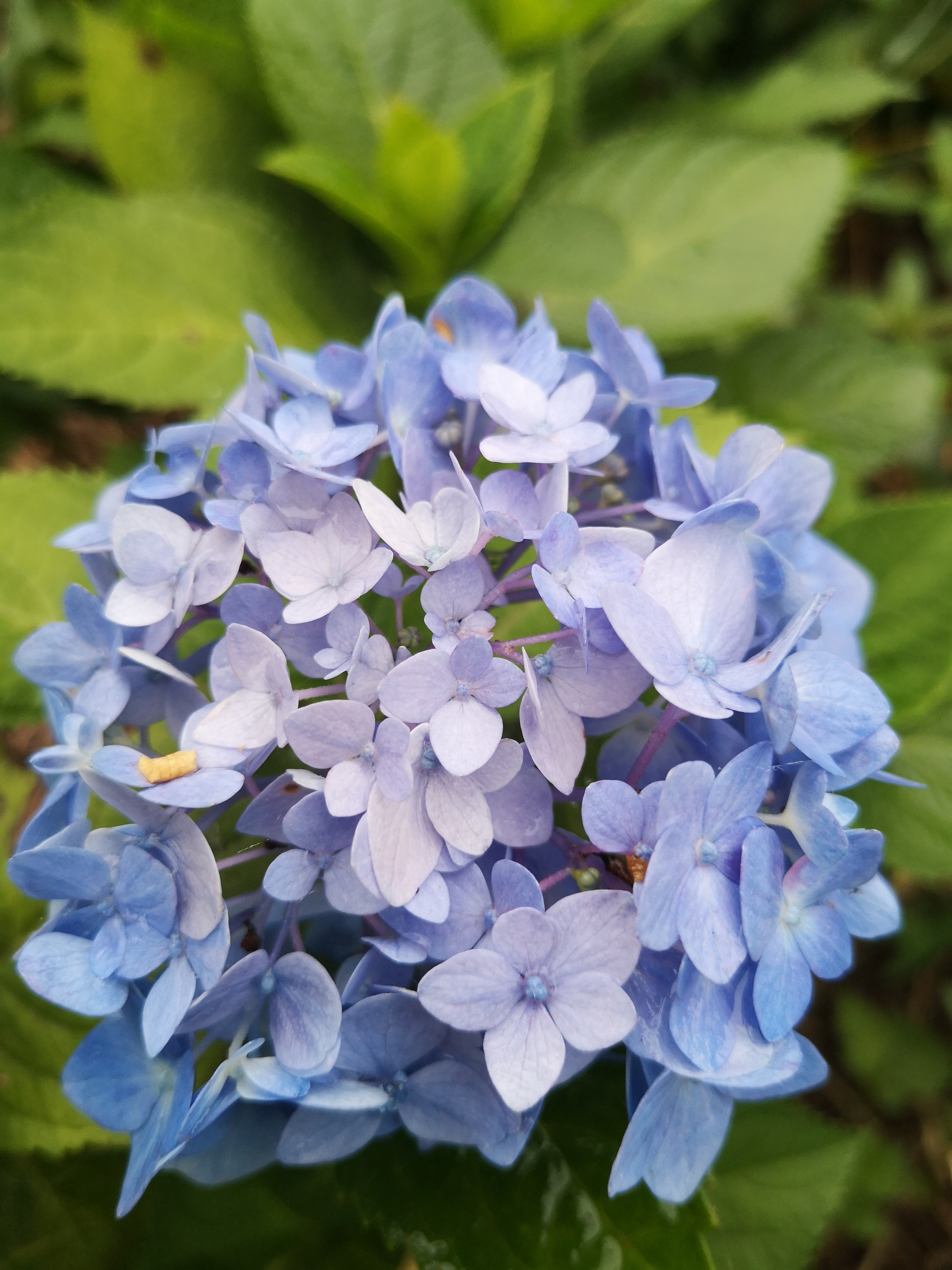 五六月正是栀子花开的季节