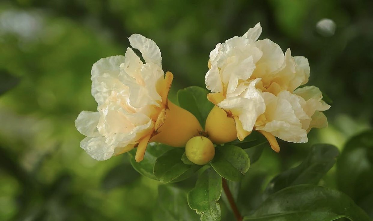 日本原生白皮石榴