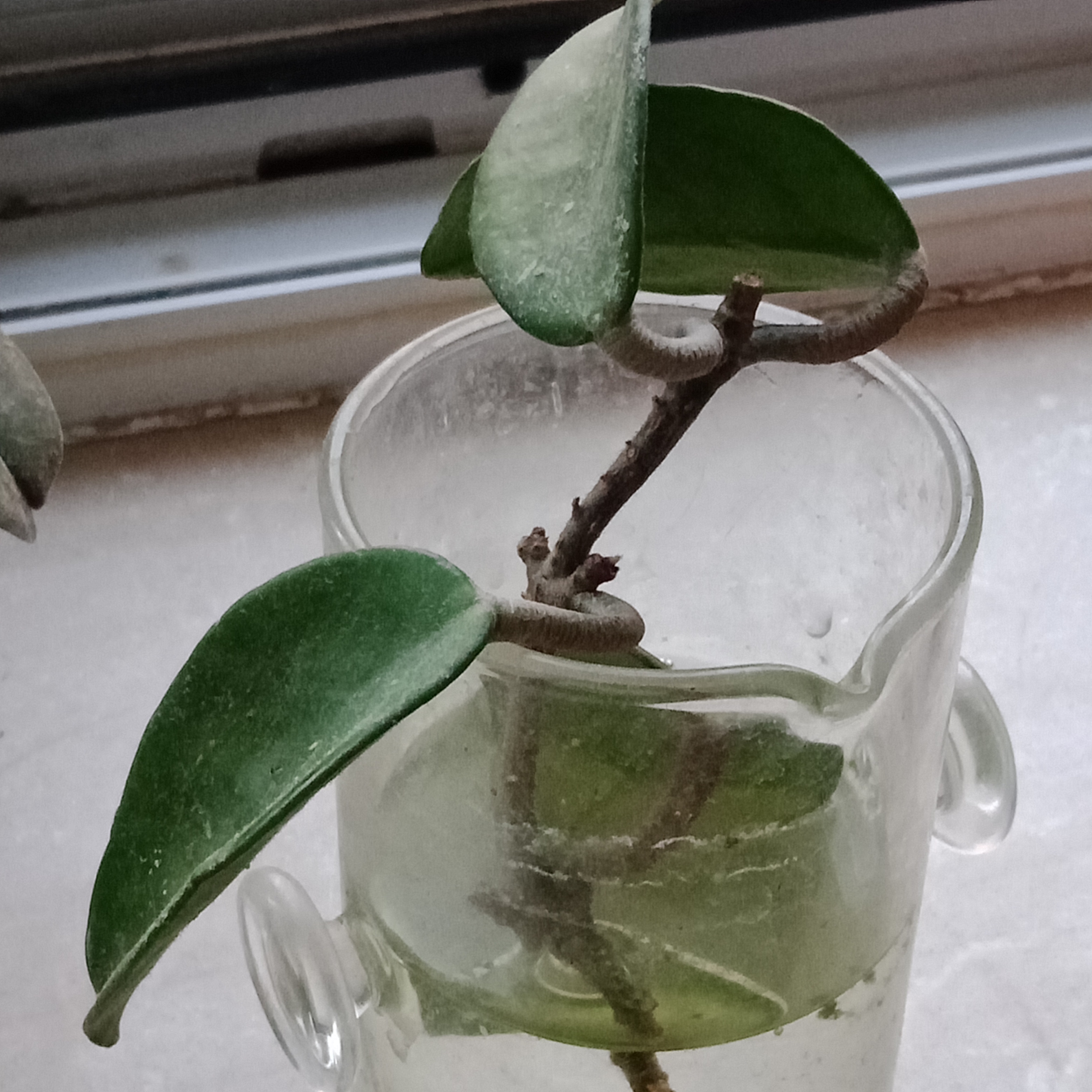 花友们早上好这是我用水扦插的球兰