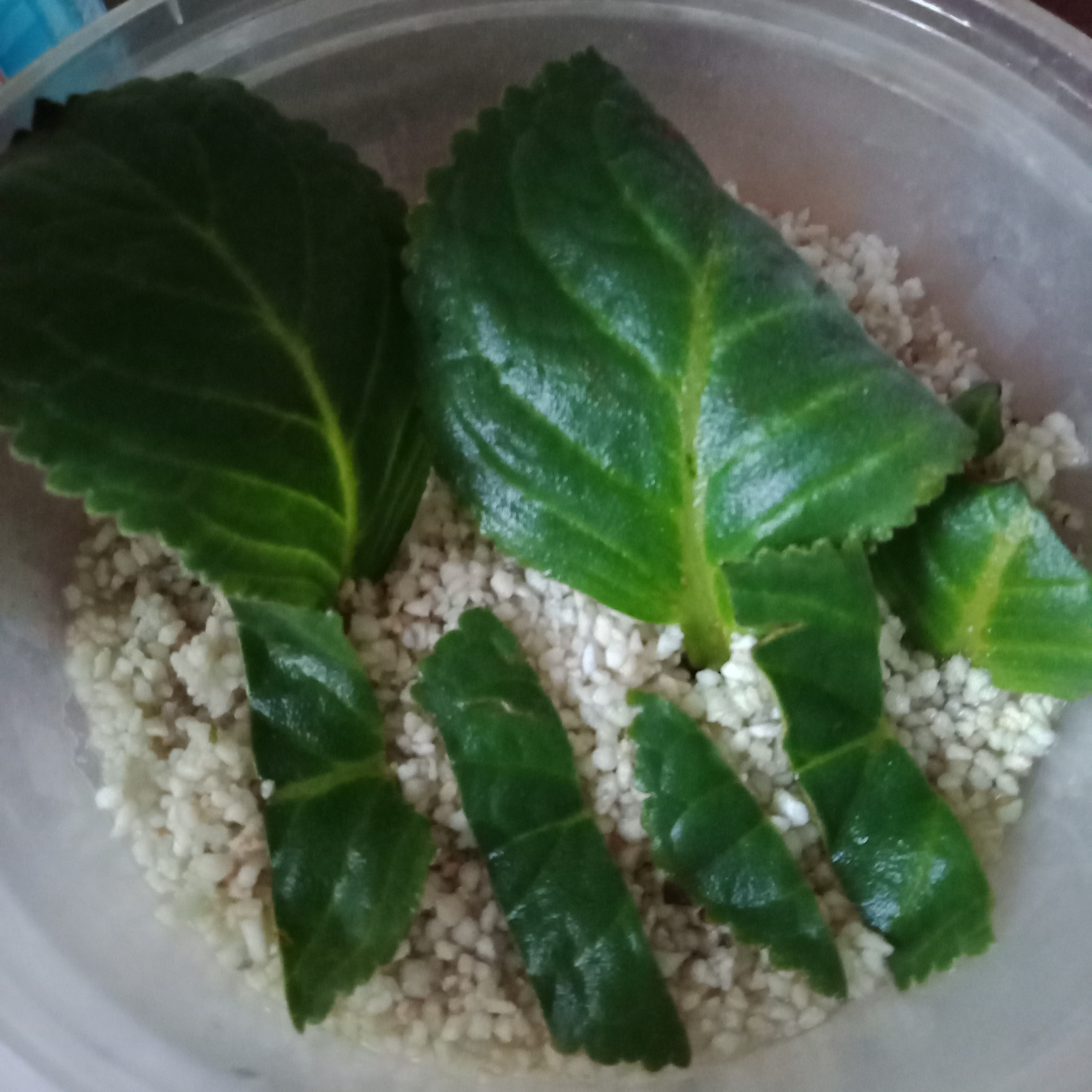 水培的蝴蝶兰.这是我用水扦插,球兰.用珍珠岩扦插大岩桐.