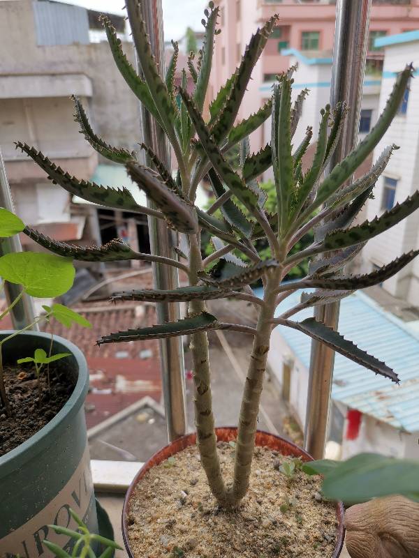 这颗是我自己养的发出来的不死鸟小苗