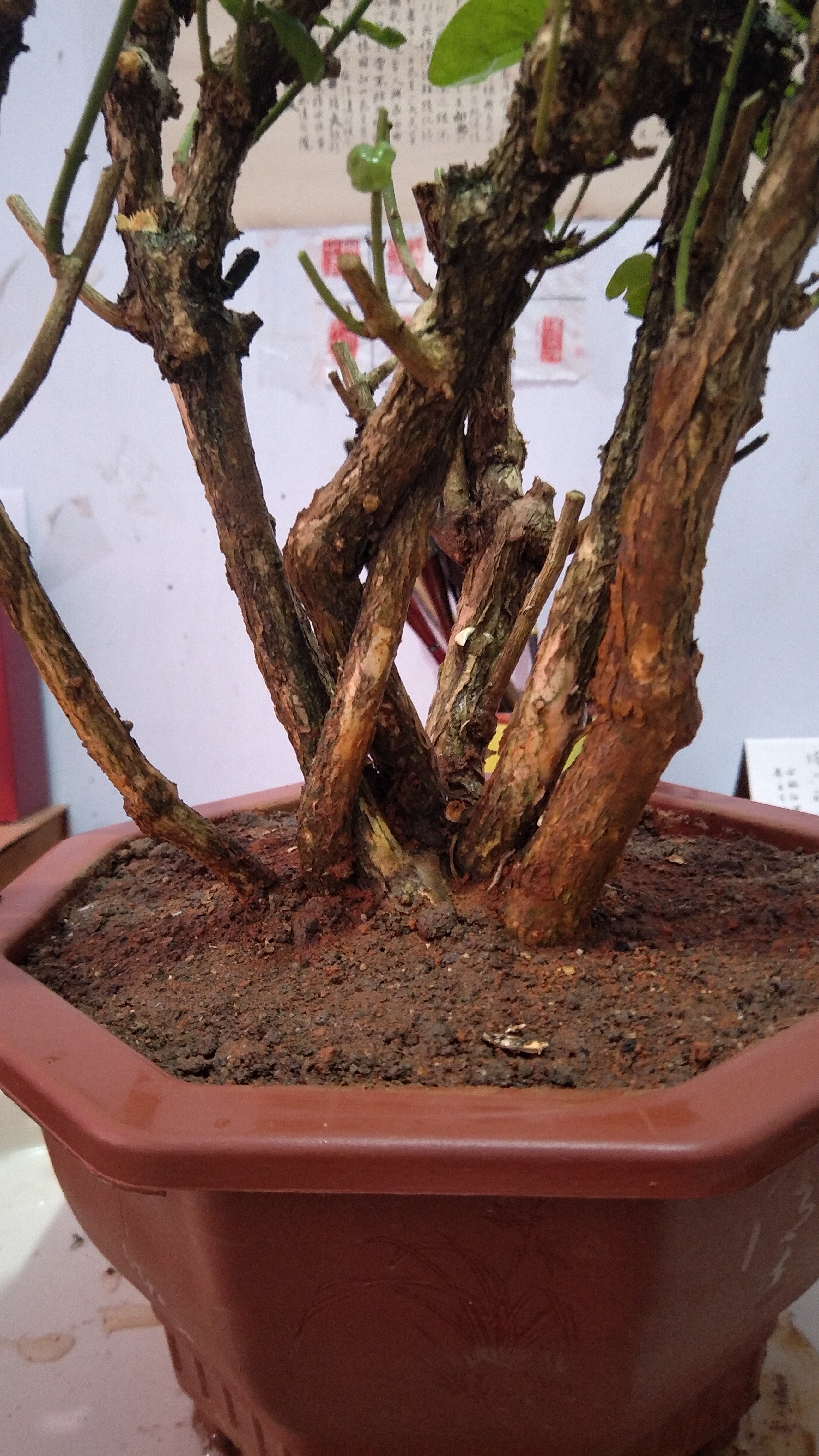 茉莉花老桩记录成长到开花