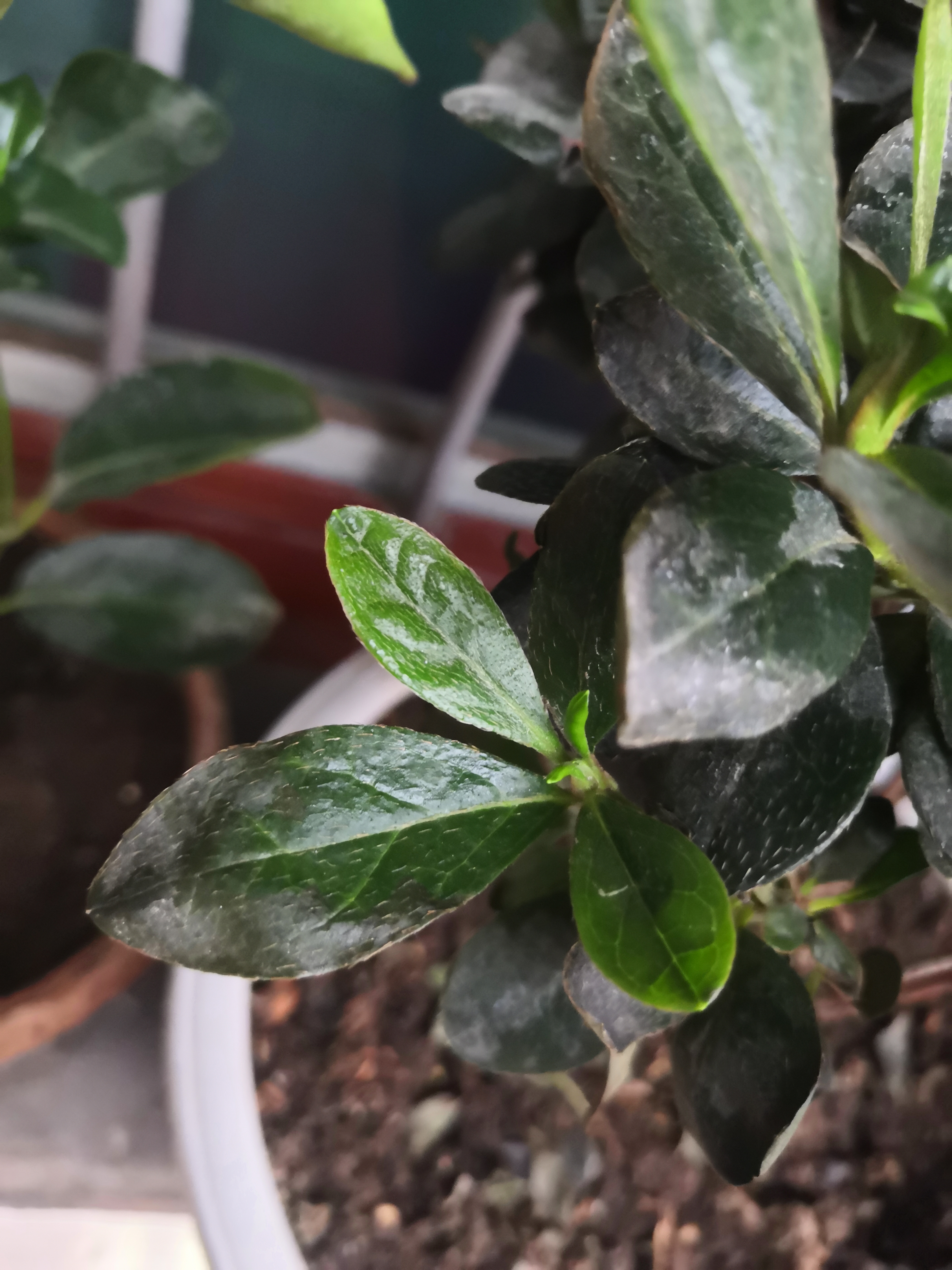 杜鹃叶子从边缘开始卷边发黄蔫?请问花友谁知道怎么回事?如何改善?