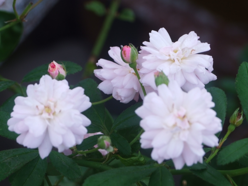 夏日是花花的受难季