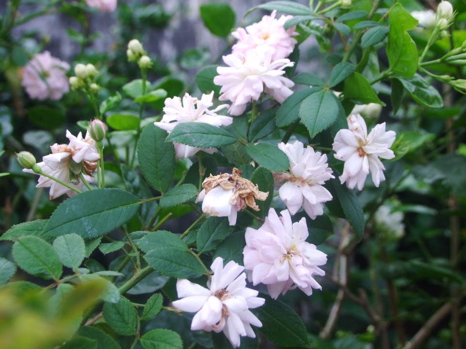 夏日是花花的受难季