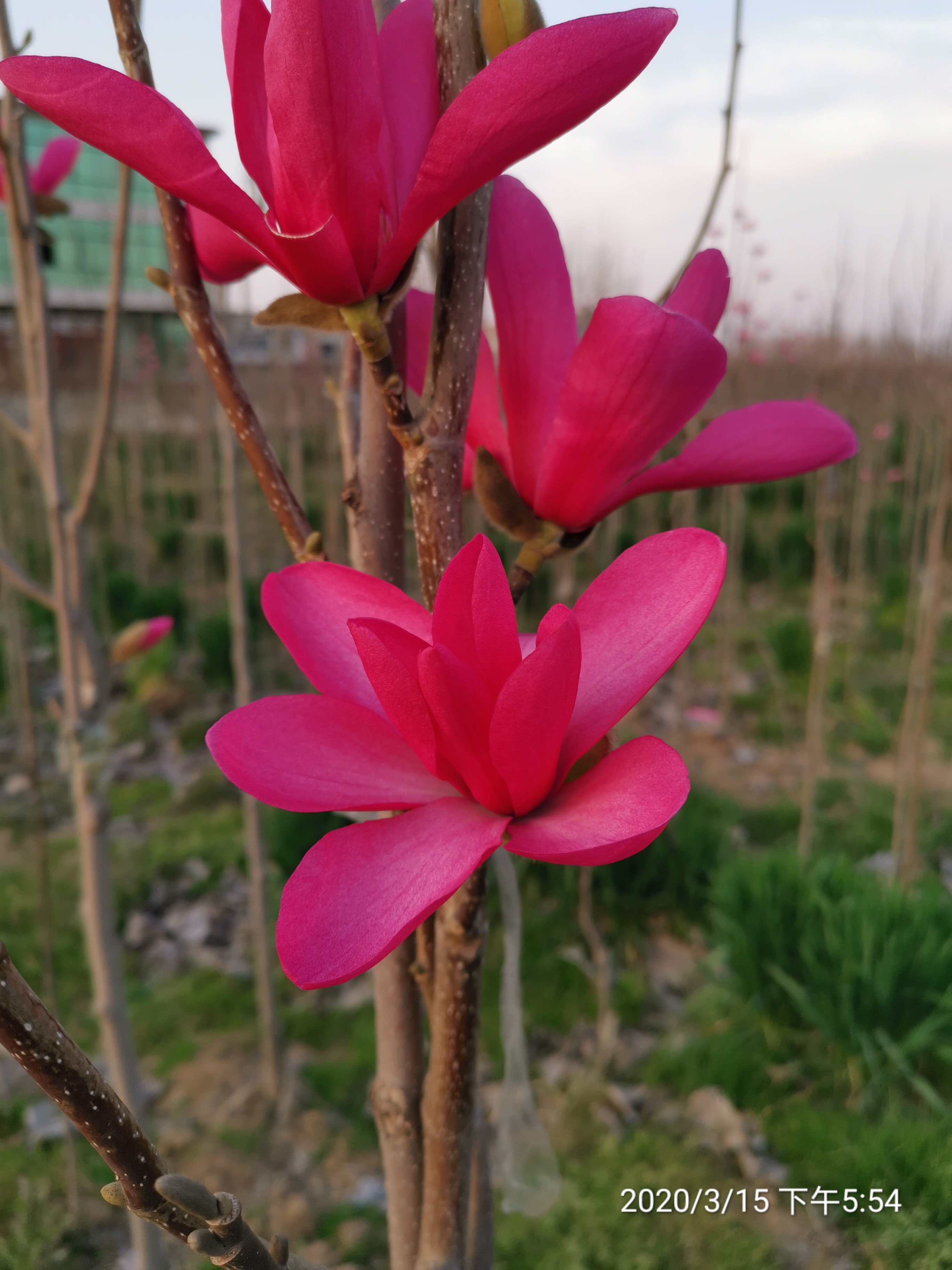 国旗红玉兰里外全红