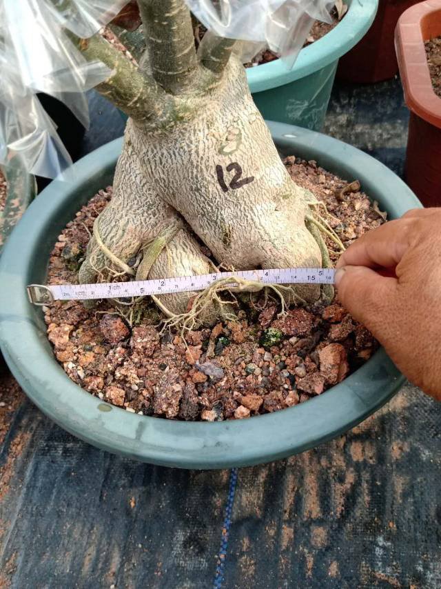 嫁接多色沙漠玫瑰