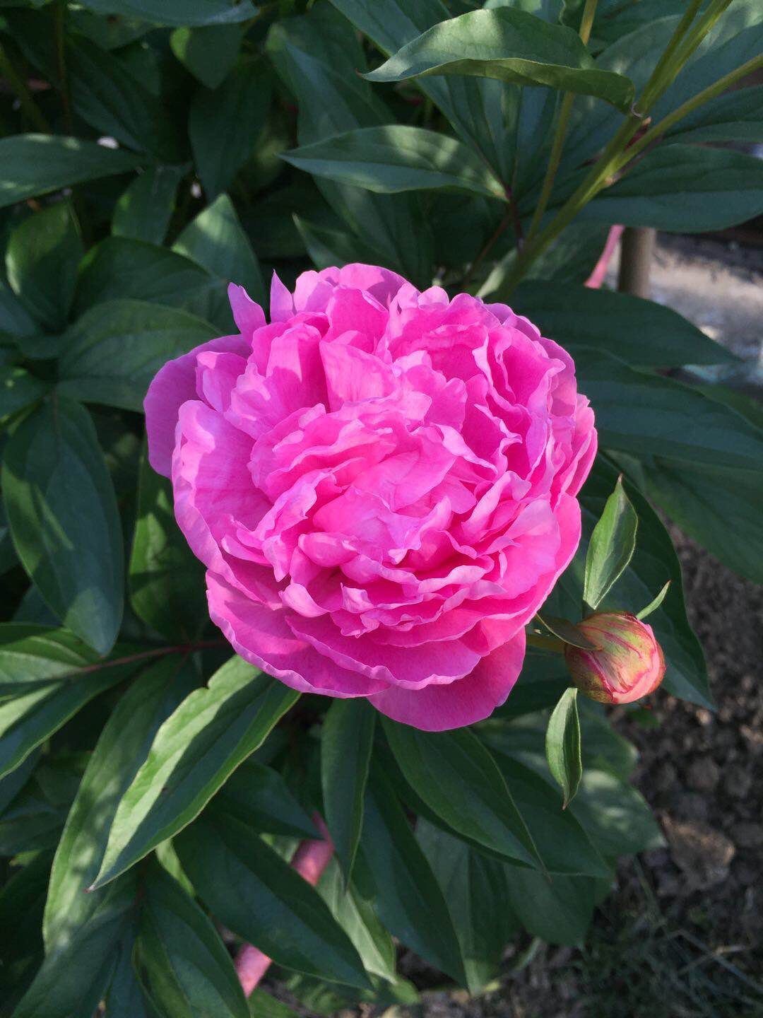 红绡枝头弄韶华