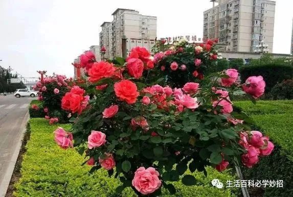 换花月季花是南昌市的市花