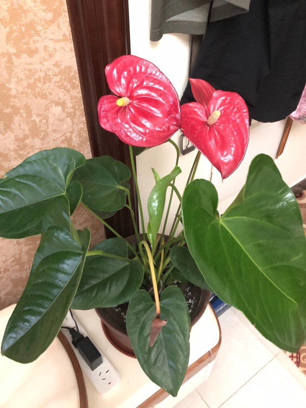 红掌花怎么变黑了