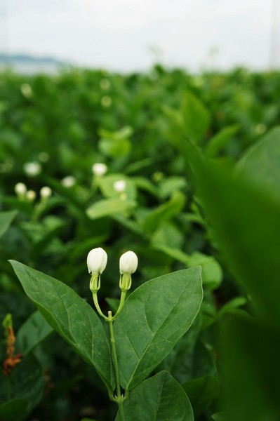 茉莉花香味纯些花色高雅