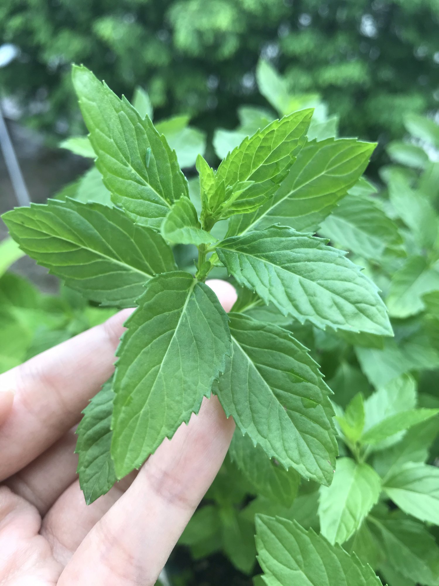 不能食用的薄荷图片图片