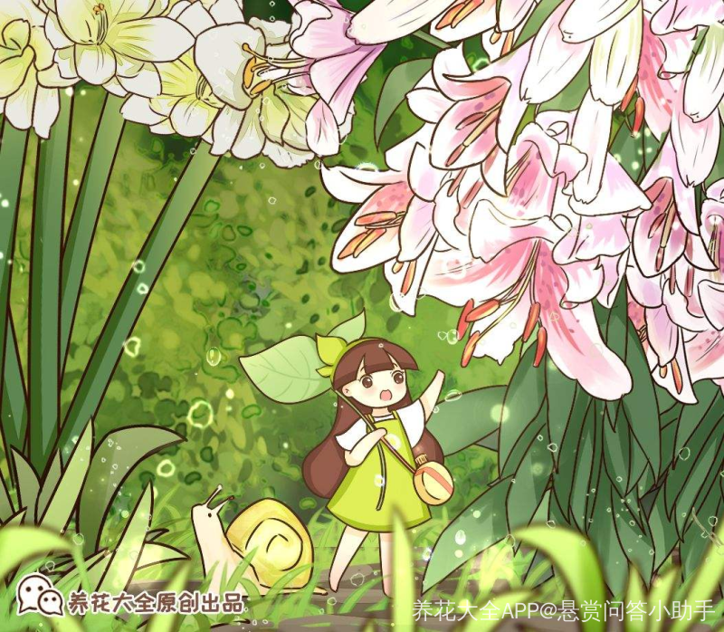 百合花花蕊染色洗得掉吗