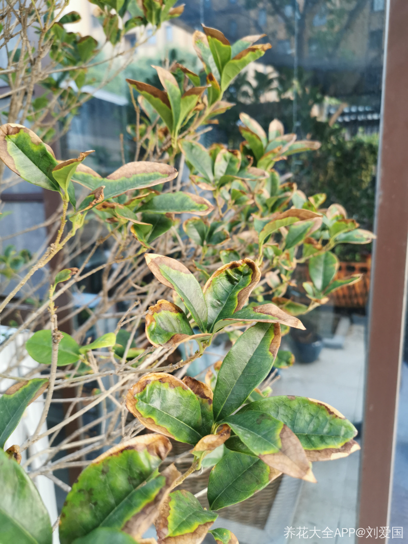 桂花树叶子尖干枯是怎么回事从夏天开始就这样