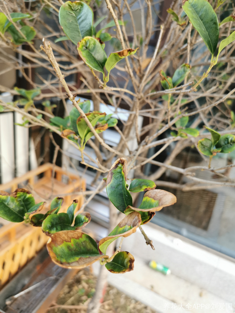 桂花树叶子尖干枯是怎么回事从夏天开始就这样