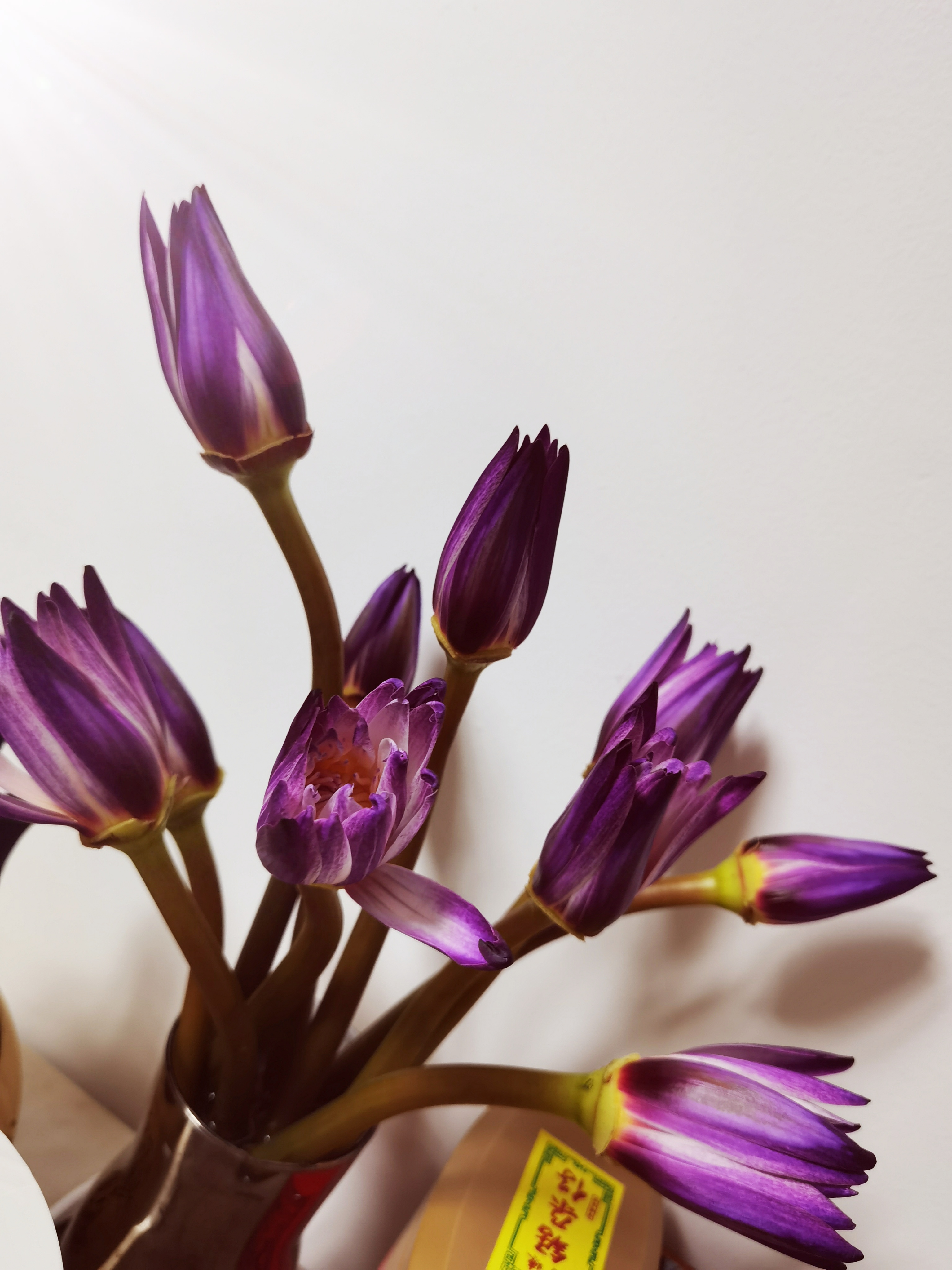 睡莲最近迷上睡莲这款是鲜切花