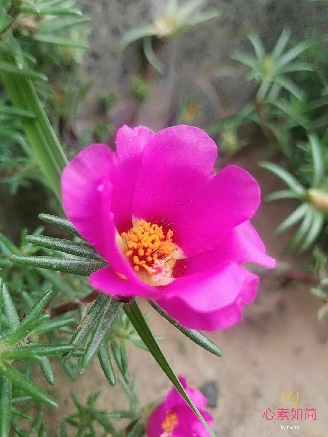 单瓣的太阳花也能开出一片芳华