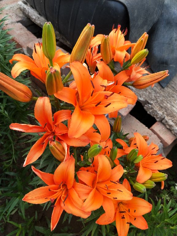 用争奇斗艳形容它们一点都不过份吧