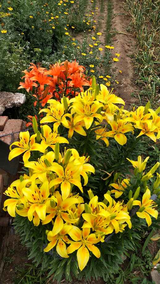 用争奇斗艳形容它们一点都不过份吧