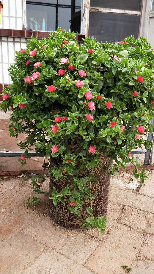 用争奇斗艳形容它们一点都不过份吧