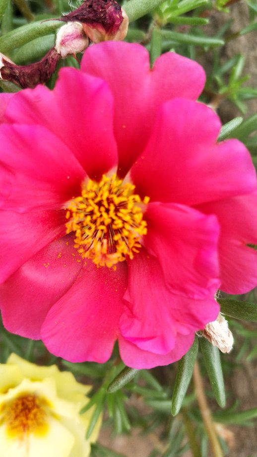 用争奇斗艳形容它们一点都不过份吧