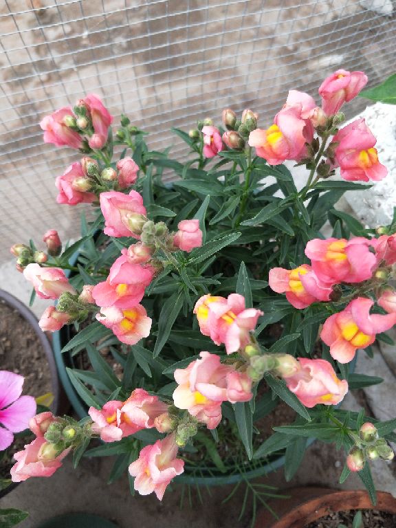 用争奇斗艳形容它们一点都不过份吧