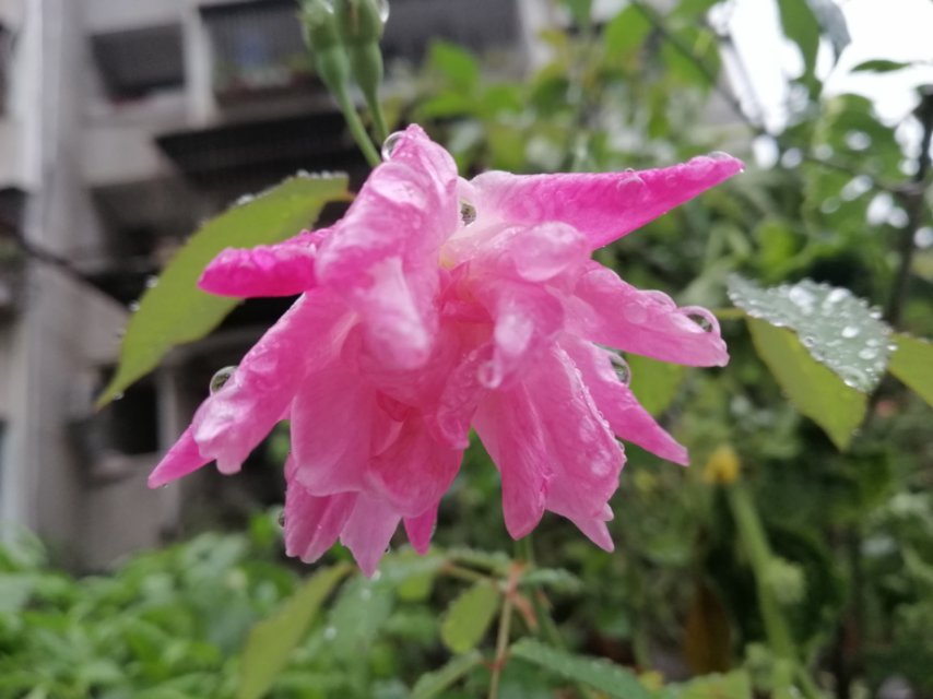 风吹雨打都不怕