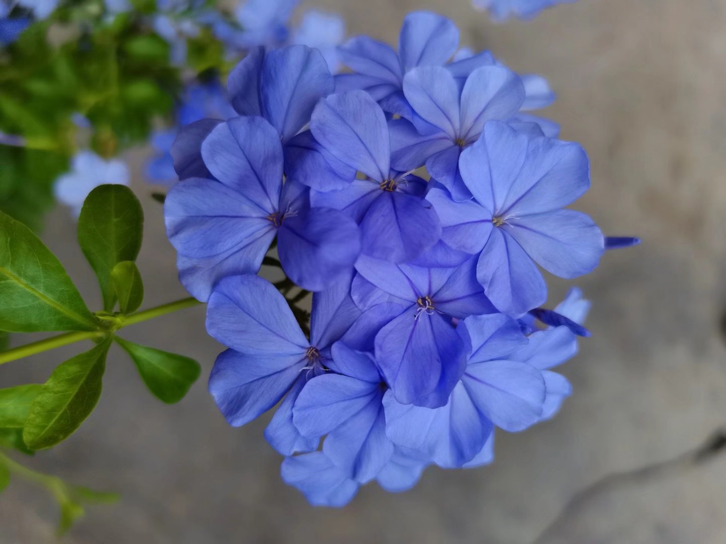 茉莉凤仙金太阳草莓阔叶太阳花生长期的蓝雪果汁长寿花长寿花粉百合