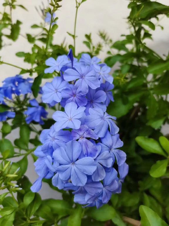 茉莉凤仙金太阳草莓阔叶太阳花生长期的蓝雪果汁长寿花长寿花粉百合