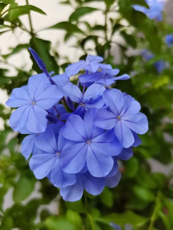 茉莉凤仙金太阳草莓阔叶太阳花生长期的蓝雪果汁长寿花长寿花粉百合