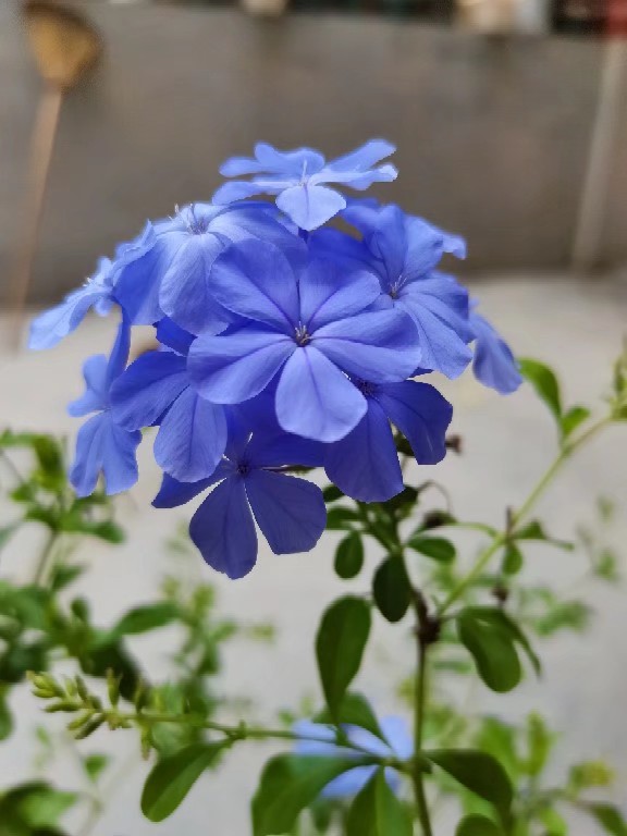 茉莉凤仙金太阳草莓阔叶太阳花生长期的蓝雪果汁长寿花长寿花粉百合