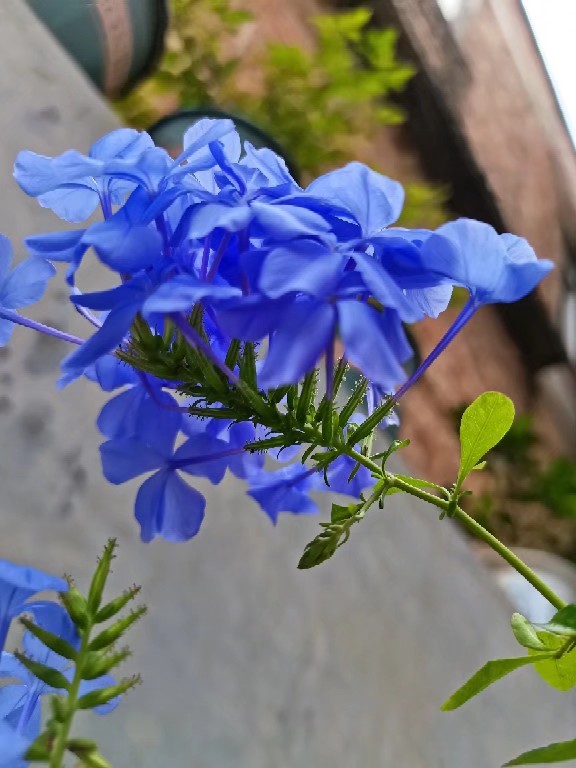 茉莉凤仙金太阳草莓阔叶太阳花生长期的蓝雪果汁长寿花长寿花粉百合