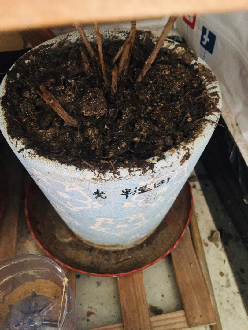 94,可是过了没两天(天渐热了),花还没开完就蔫了,起初是一般叶子蔫