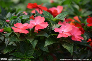 凤仙花易养花美还可以祛风湿解毒止痛