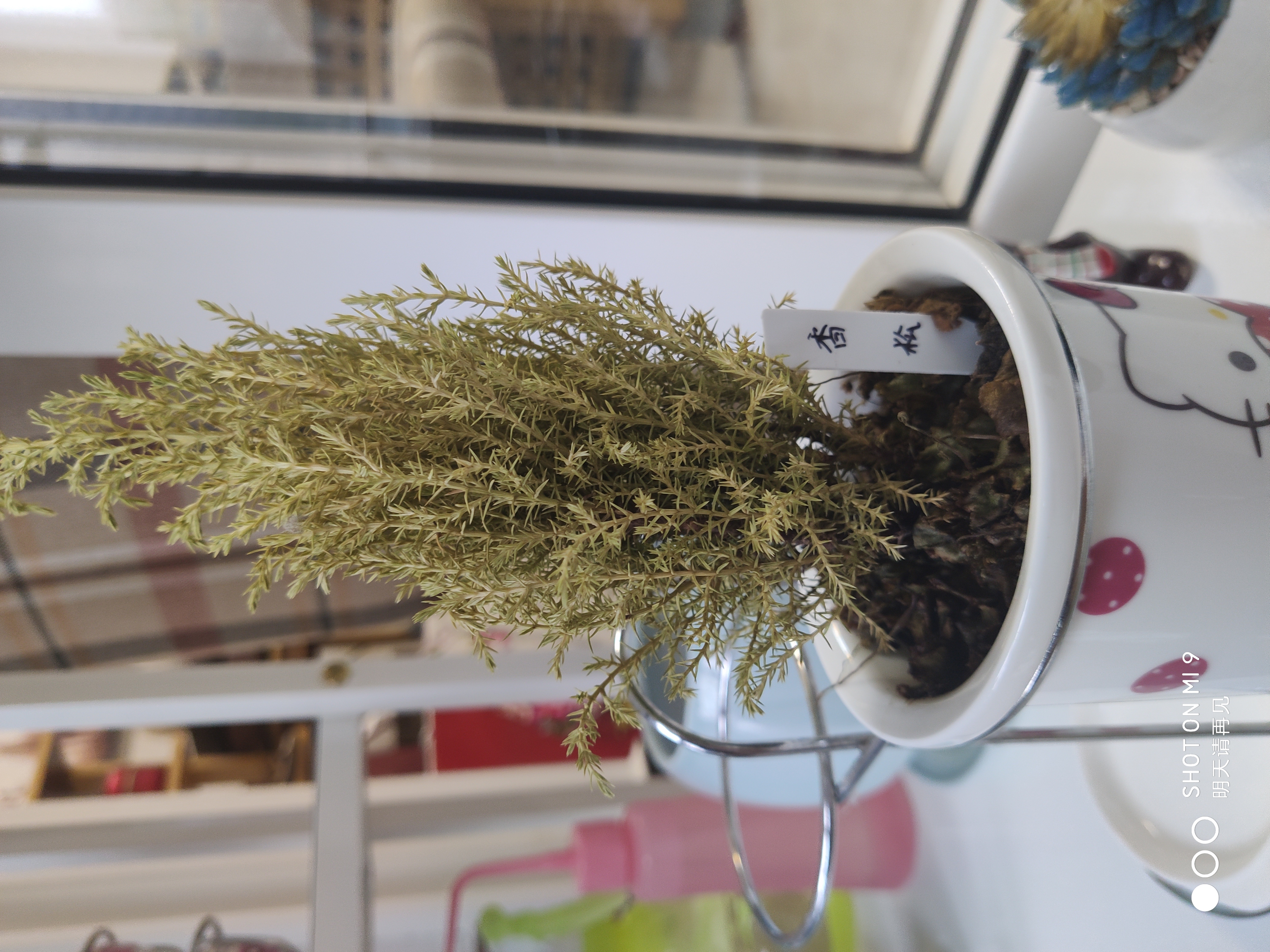 香松叶子发黄干枯怎么处理