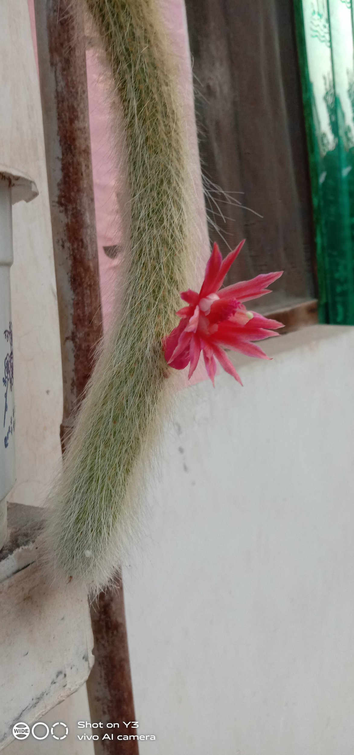 俺家的猴尾柱开花啦