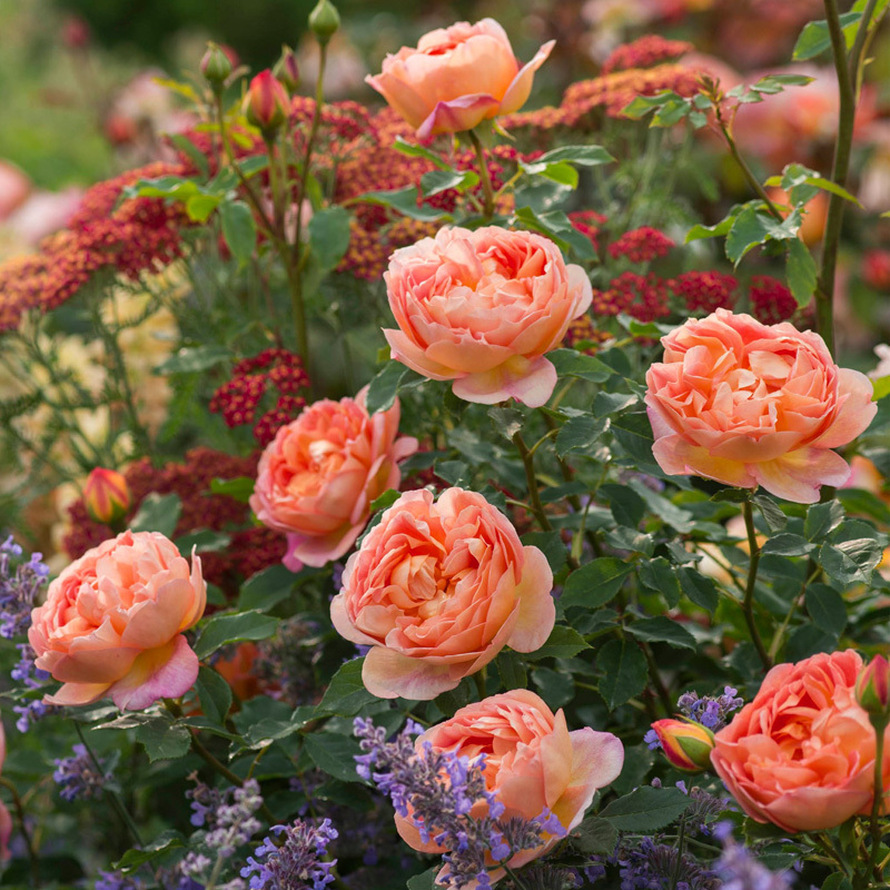 夏洛特夫人月季易养号称开花机器
