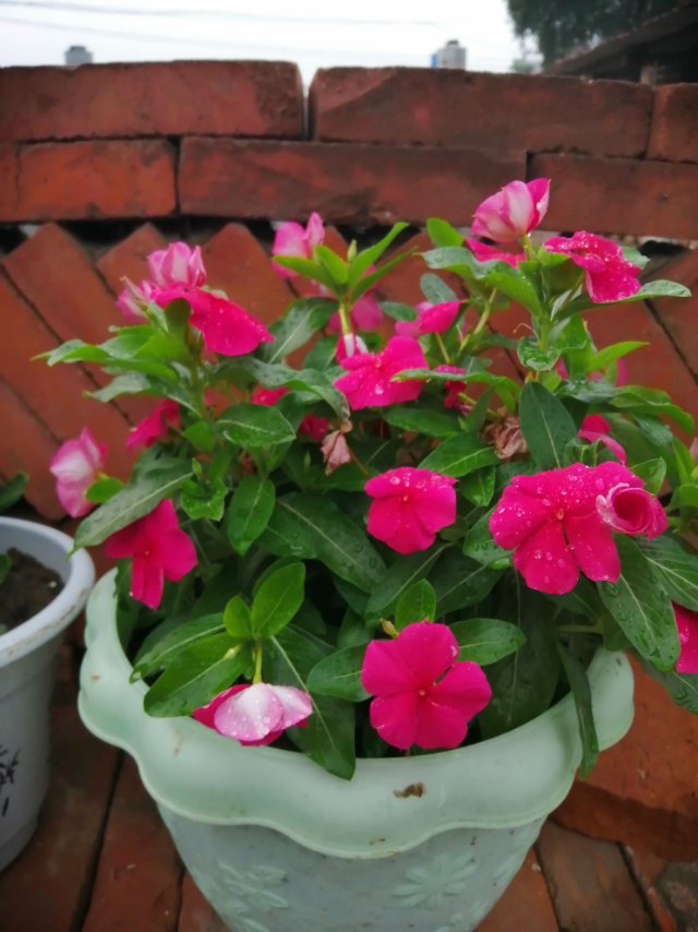 我的花花小可爱