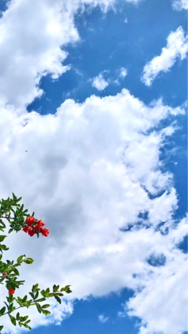 雨后的天空与花儿