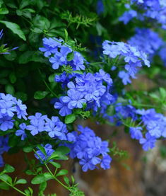 它和别的花儿不一样,别的一些植物,比如君子兰,栀子花,杜鹃花,在夏季