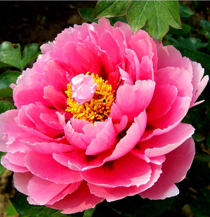 牡丹花花朵大颜色美是富贵的象征