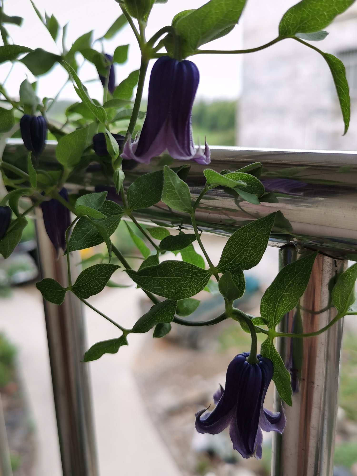 初花铁线莲紫铃铛