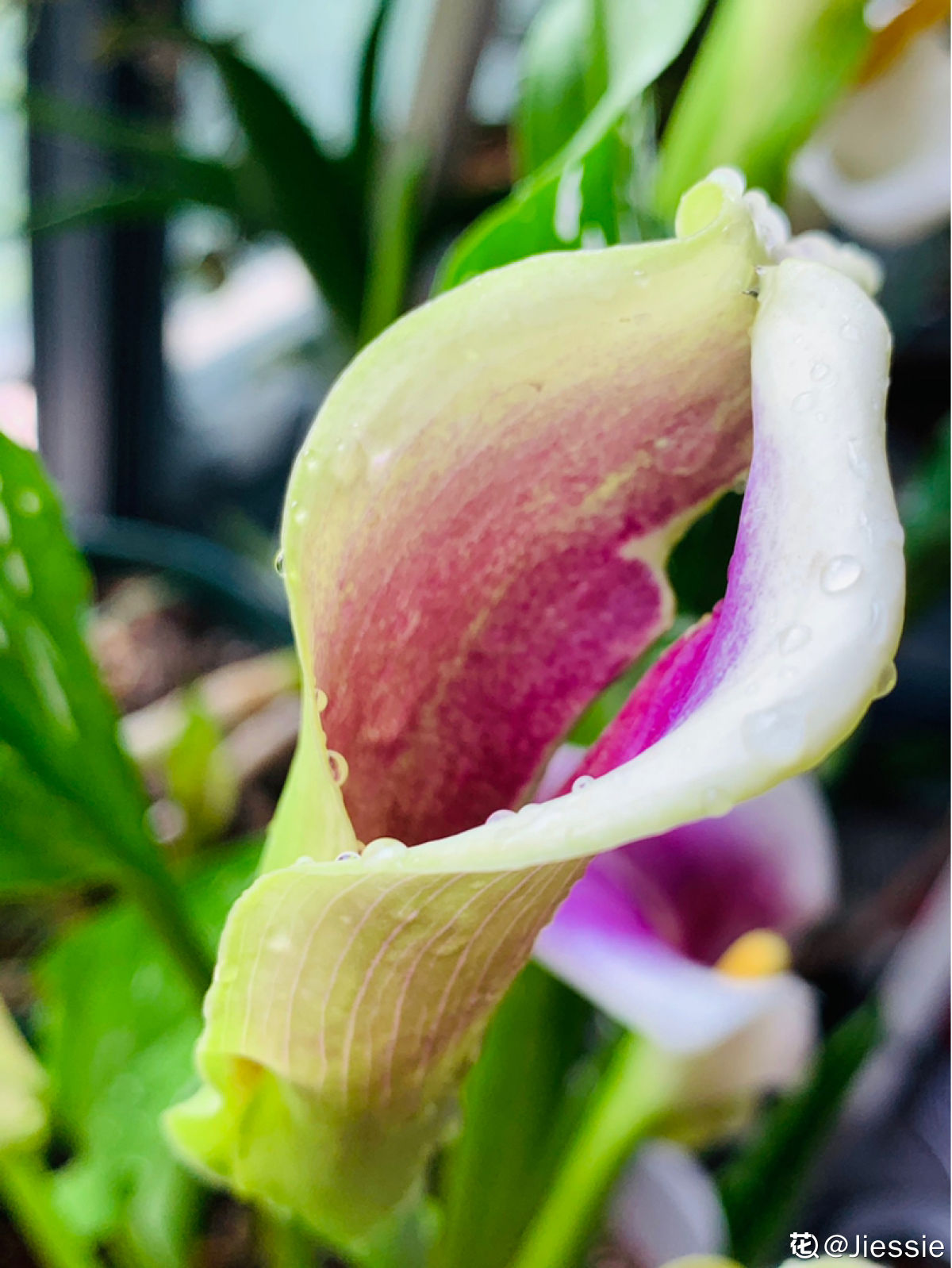 彩色马蹄莲的品种 - 花百科