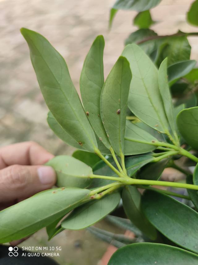 鸭掌木虫害防治