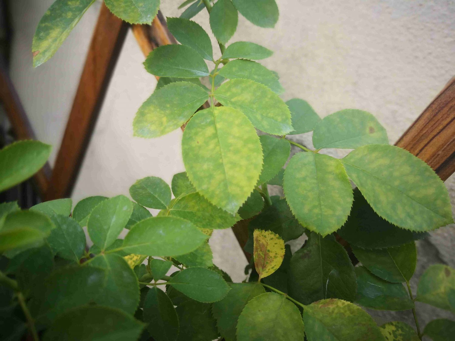 这月季叶子是啥病啊